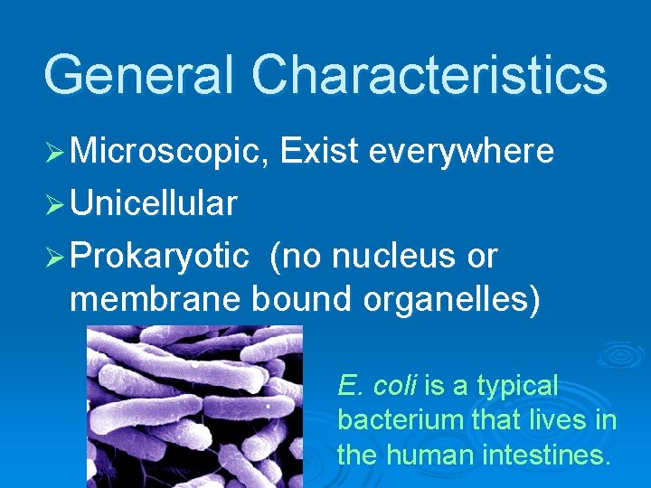 General Characteristics Ø Microscopic, Exist everywhere Ø Unicellular Ø Prokaryotic (no nucleus or membrane