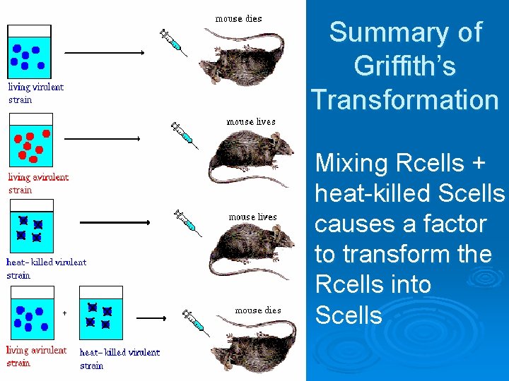 Summary of Griffith’s Transformation Mixing Rcells + heat-killed Scells causes a factor to transform