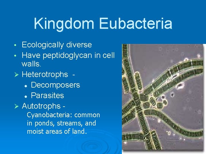 Kingdom Eubacteria Ecologically diverse • Have peptidoglycan in cell walls. Ø Heterotrophs l Decomposers