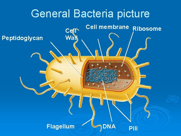 General Bacteria picture Peptidoglycan Cell Wall Flagellum Cell membrane Ribosome DNA Pili 