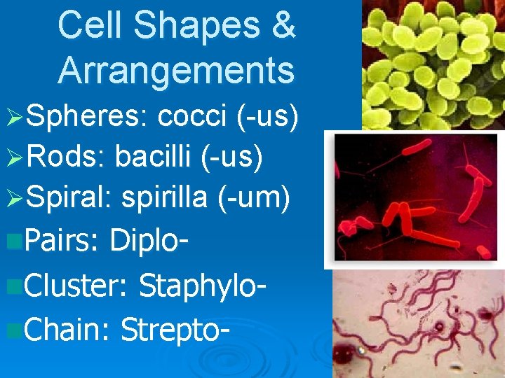 Cell Shapes & Arrangements ØSpheres: cocci (-us) ØRods: bacilli (-us) ØSpiral: spirilla (-um) n.