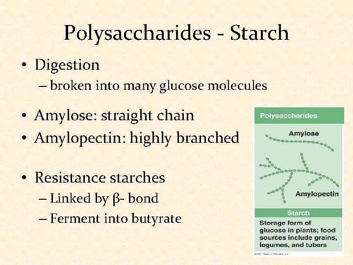 Polysaccharides - Starch • Digestion – broken into many glucose molecules • Amylose: straight