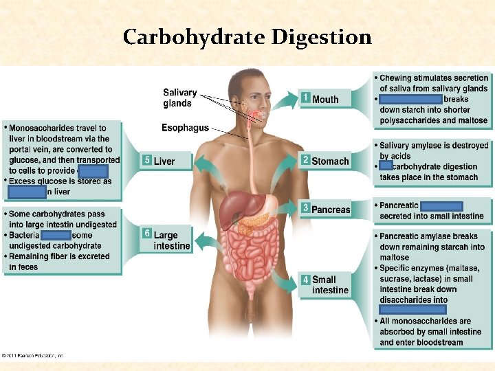 Carbohydrate Digestion 
