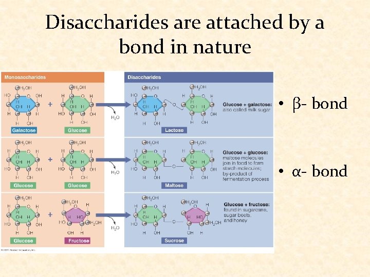 Disaccharides are attached by a bond in nature • β- bond • α- bond