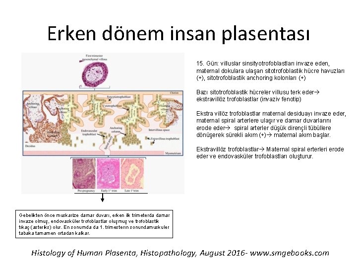 Erken dönem insan plasentası 15. Gün: villuslar sinsityotrofoblastları invaze eden, maternal dokulara ulaşan sitotrofoblastik