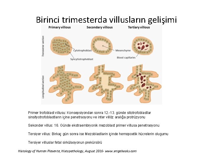 Birinci trimesterda villusların gelişimi Primer trofoblast villusu: Konsepsiyondan sonra 12. -13. günde sitotrofoblastlar sinsityotrofoblastların