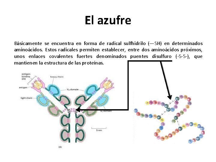 El azufre Básicamente se encuentra en forma de radical sulfhidrilo (—SH) en determinados aminoácidos.