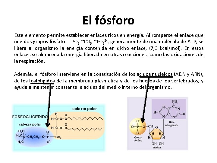 El fósforo Este elemento permite establecer enlaces ricos en energía. Al romperse el enlace