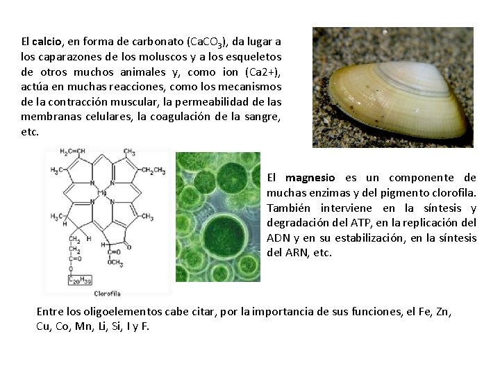 El calcio, en forma de carbonato (Ca. CO 3), da lugar a los caparazones