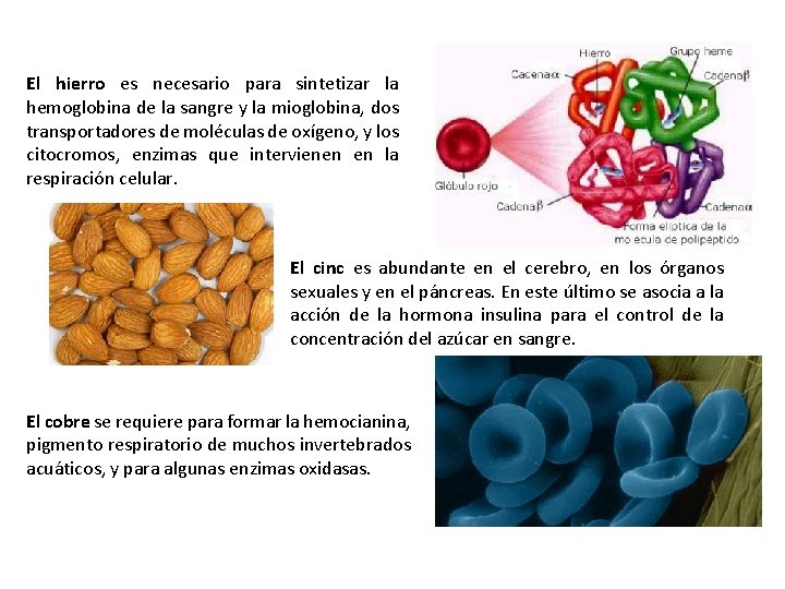 El hierro es necesario para sintetizar la hemoglobina de la sangre y la mioglobina,