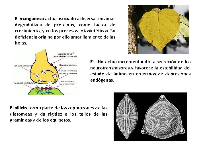 El manganeso actúa asociado a diversas enzimas degradativas de proteínas, como factor de crecimiento,