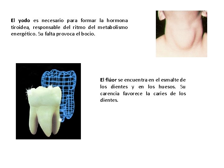 El yodo es necesario para formar la hormona tiroidea, responsable del ritmo del metabolismo