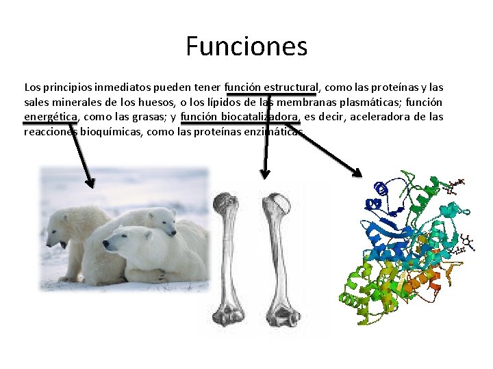 Funciones Los principios inmediatos pueden tener función estructural, como las proteínas y las sales