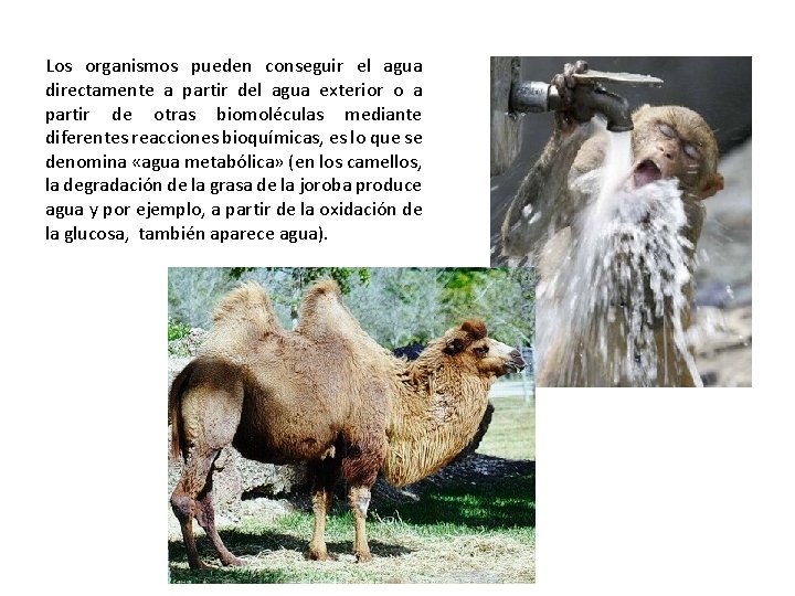 Los organismos pueden conseguir el agua directamente a partir del agua exterior o a
