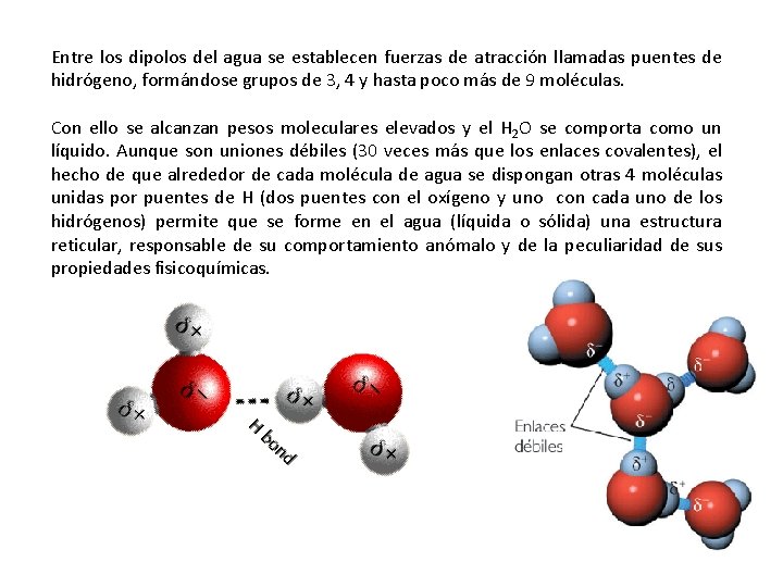 Entre los dipolos del agua se establecen fuerzas de atracción llamadas puentes de hidrógeno,