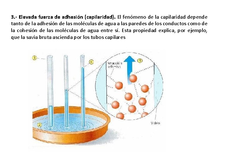 3. - Elevada fuerza de adhesión (capilaridad). El fenómeno de la capilaridad depende tanto