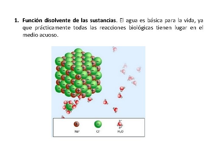 1. Función disolvente de las sustancias. El agua es básica para la vida, ya