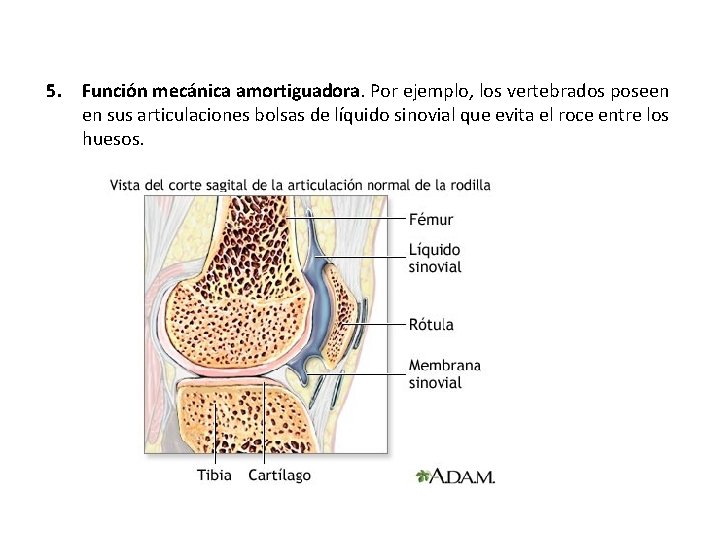 5. Función mecánica amortiguadora. Por ejemplo, los vertebrados poseen en sus articulaciones bolsas de