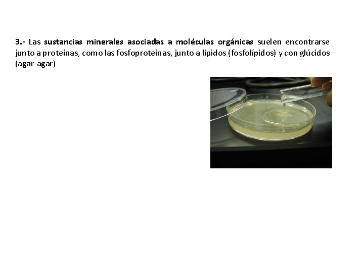 3. - Las sustancias minerales asociadas a moléculas orgánicas suelen encontrarse junto a proteínas,