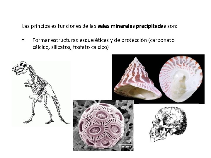 Las principales funciones de las sales minerales precipitadas son: • Formar estructuras esqueléticas y