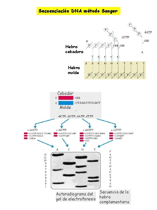 Secuenciación DNA método Sanger Hebra cebadora Hebra molde Cebador Molde Secuencia de la Autoradiograma