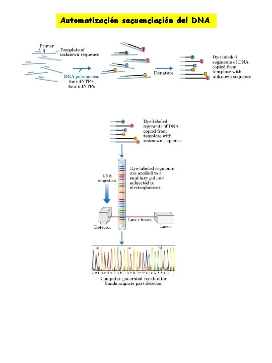 Automatización secuenciación del DNA 