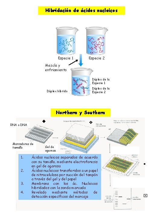 Hibridación de ácidos nucleicos Especie 1 Especie 2 Mezcla y enfriamiento Dúplex de la