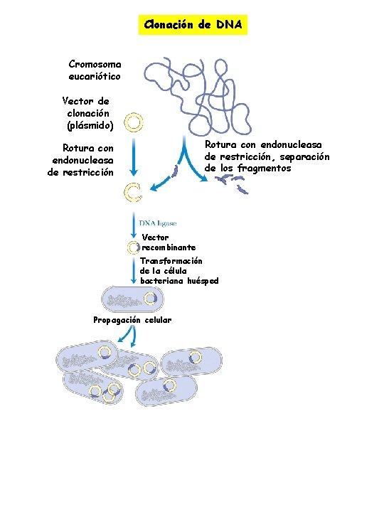 Clonación de DNA Cromosoma eucariótico Vector de clonación (plásmido) Rotura con endonucleasa de restricción,