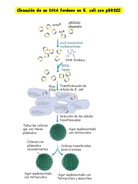 Clonación de un DNA foráneo en E. coli con p. BR 322 DNA foráneo