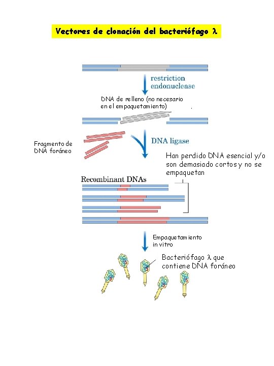 Vectores de clonación del bacteriófago DNA de relleno (no necesario en el empaquetamiento) Fragmento