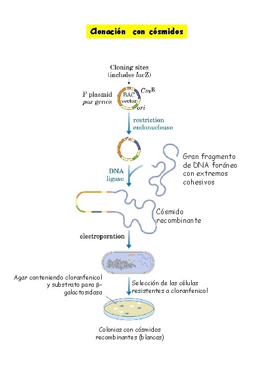 Clonación con cósmidos Gran fragmento de DNA foráneo con extremos cohesivos Cósmido recombinante Agar