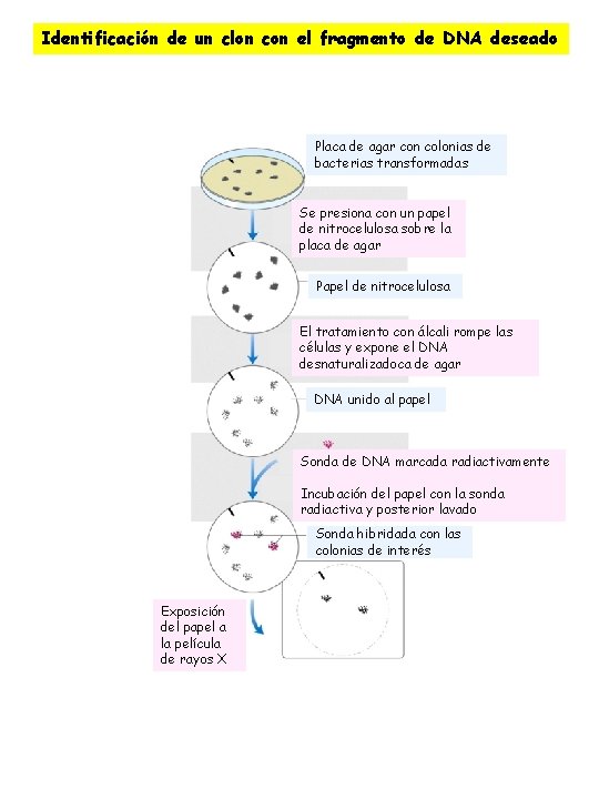 Identificación de un clon con el fragmento de DNA deseado Placa de agar con