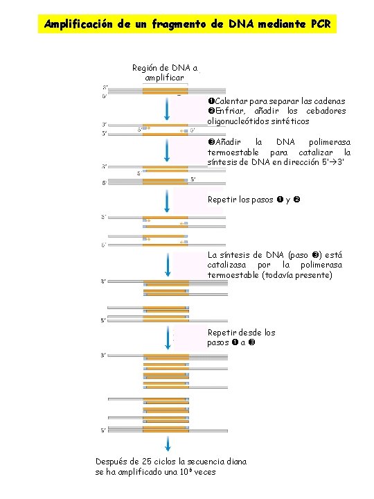 Amplificación de un fragmento de DNA mediante PCR Región de DNA a amplificar Calentar