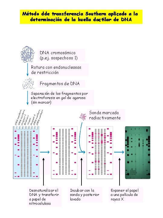 Método dde transferencia Southern aplicado a la determinación de la huella dactilar de DNA