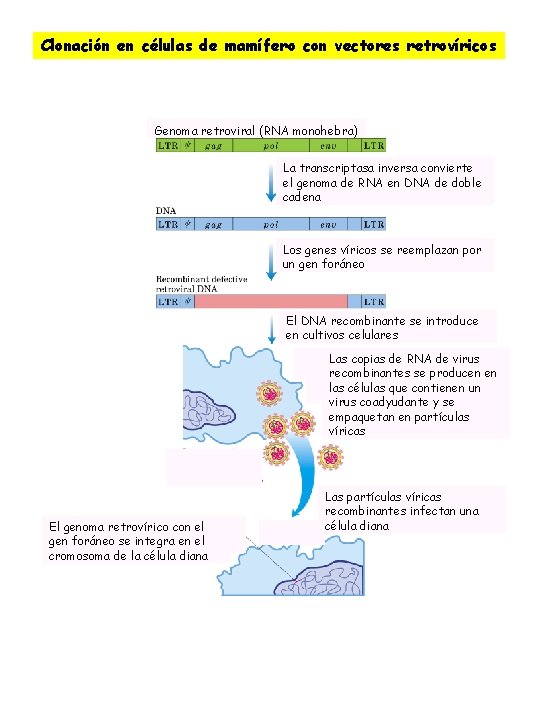 Clonación en células de mamífero con vectores retrovíricos Genoma retroviral (RNA monohebra) La transcriptasa
