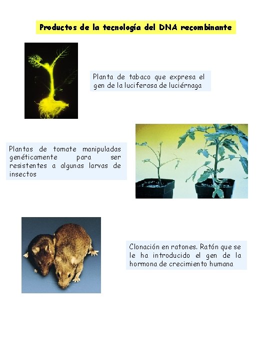 Productos de la tecnología del DNA recombinante Planta de tabaco que expresa el gen