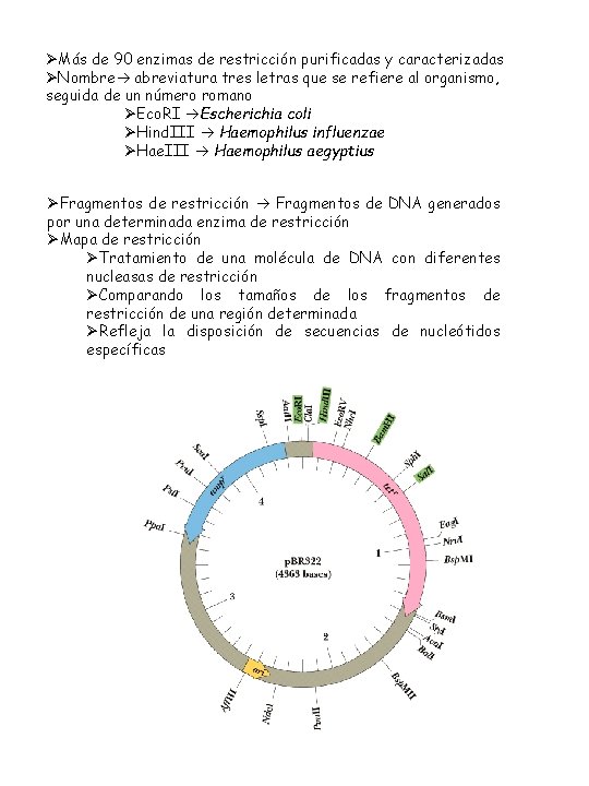 ØMás de 90 enzimas de restricción purificadas y caracterizadas ØNombre abreviatura tres letras que