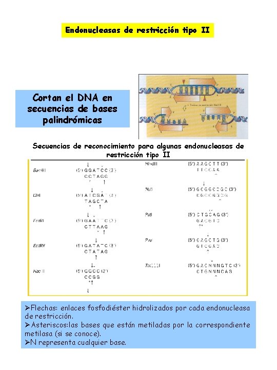 Endonucleasas de restricción tipo II Cortan el DNA en secuencias de bases palindrómicas Secuencias