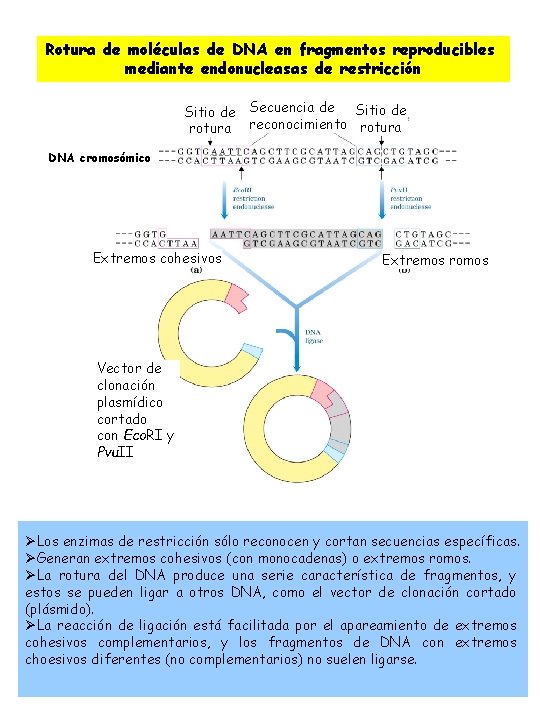 Rotura de moléculas de DNA en fragmentos reproducibles mediante endonucleasas de restricción Sitio de