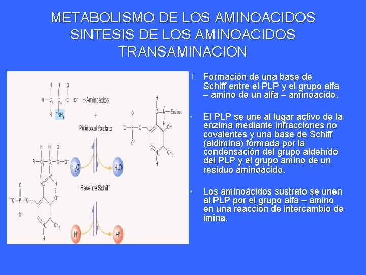 METABOLISMO DE LOS AMINOACIDOS SINTESIS DE LOS AMINOACIDOS TRANSAMINACION 1. Formación de una base