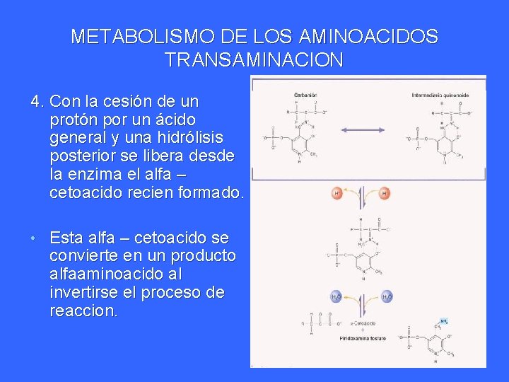 METABOLISMO DE LOS AMINOACIDOS TRANSAMINACION 4. Con la cesión de un protón por un