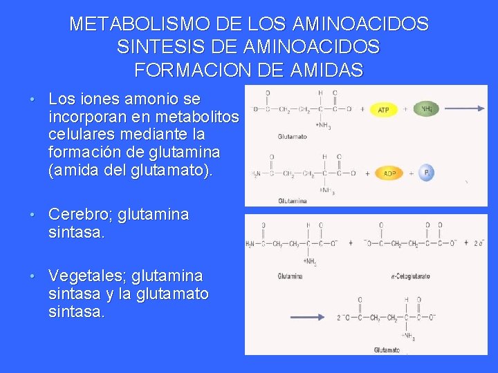 METABOLISMO DE LOS AMINOACIDOS SINTESIS DE AMINOACIDOS FORMACION DE AMIDAS • Los iones amonio