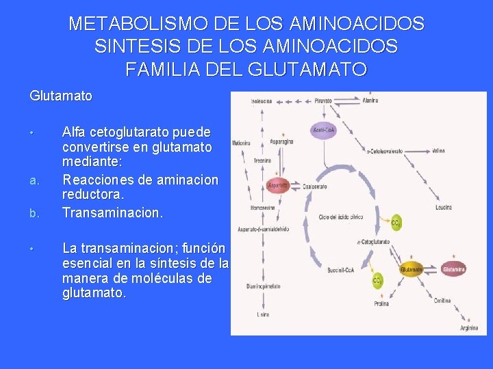 METABOLISMO DE LOS AMINOACIDOS SINTESIS DE LOS AMINOACIDOS FAMILIA DEL GLUTAMATO Glutamato • a.