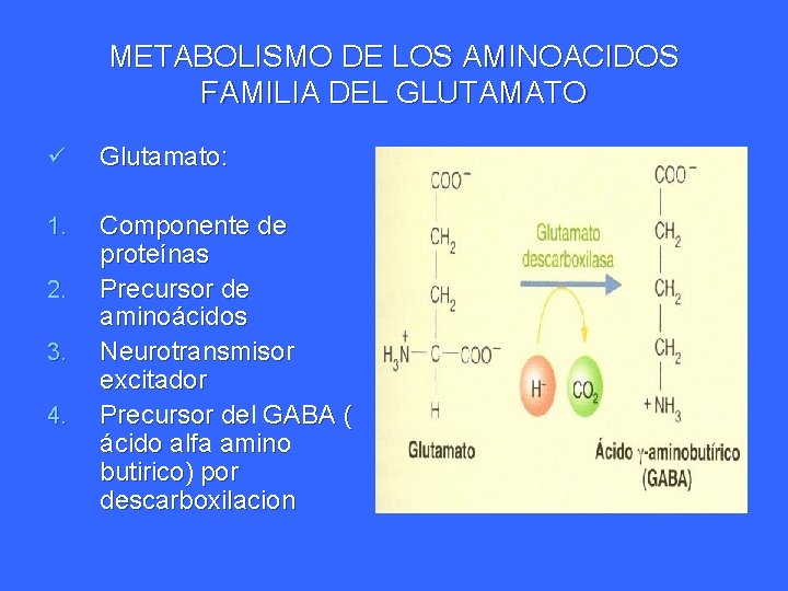 METABOLISMO DE LOS AMINOACIDOS FAMILIA DEL GLUTAMATO ü Glutamato: 1. Componente de proteínas Precursor