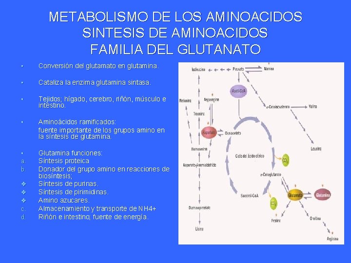 METABOLISMO DE LOS AMINOACIDOS SINTESIS DE AMINOACIDOS FAMILIA DEL GLUTANATO • Conversión del glutamato