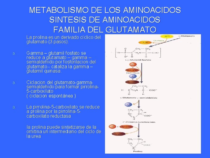 METABOLISMO DE LOS AMINOACIDOS SINTESIS DE AMINOACIDOS FAMILIA DEL GLUTAMATO La prolina es un