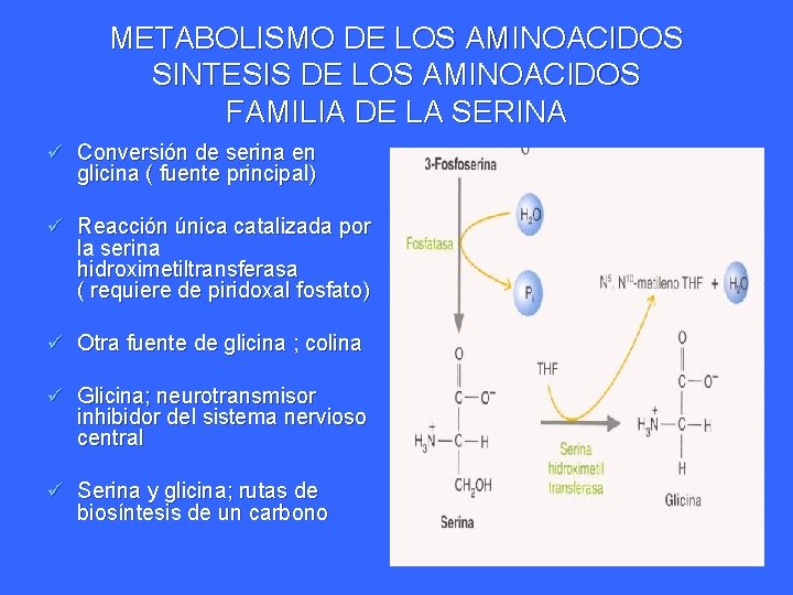 METABOLISMO DE LOS AMINOACIDOS SINTESIS DE LOS AMINOACIDOS FAMILIA DE LA SERINA ü Conversión