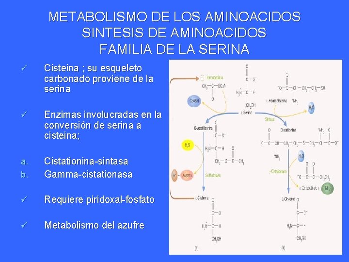 METABOLISMO DE LOS AMINOACIDOS SINTESIS DE AMINOACIDOS FAMILIA DE LA SERINA ü Cisteina ;