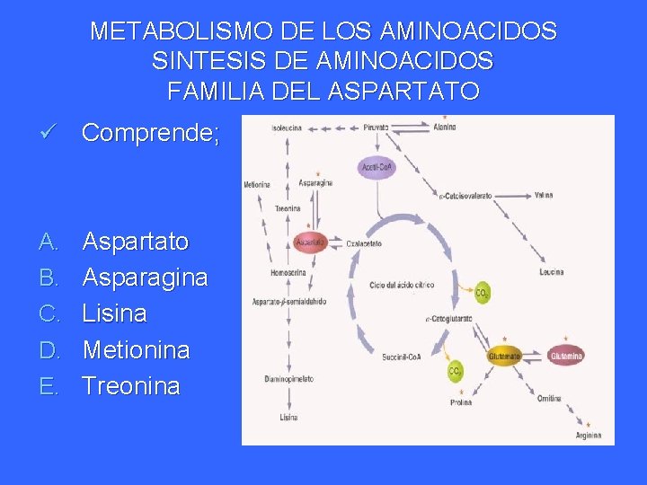 METABOLISMO DE LOS AMINOACIDOS SINTESIS DE AMINOACIDOS FAMILIA DEL ASPARTATO ü Comprende; A. Aspartato