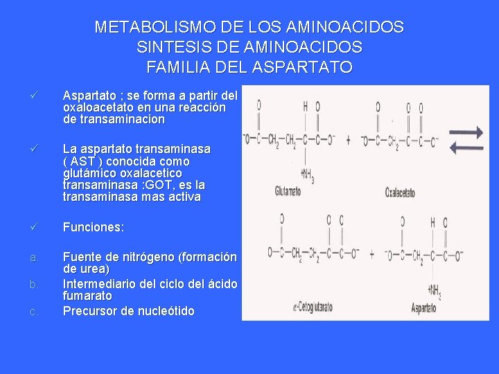 METABOLISMO DE LOS AMINOACIDOS SINTESIS DE AMINOACIDOS FAMILIA DEL ASPARTATO ü Aspartato ; se